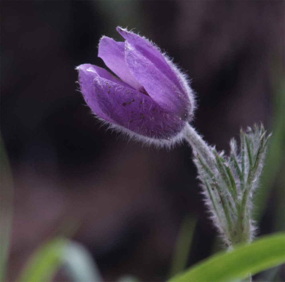 Mountain pasque flower CH Jun 19