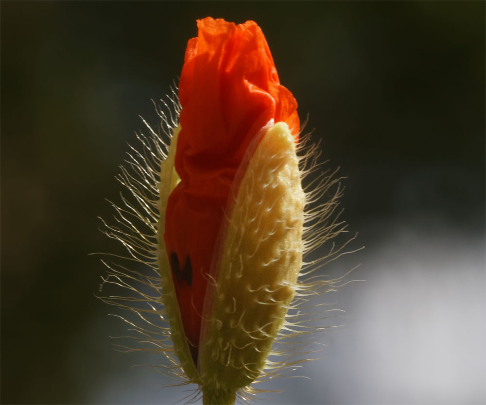 Poppy unopened CH Jun 19