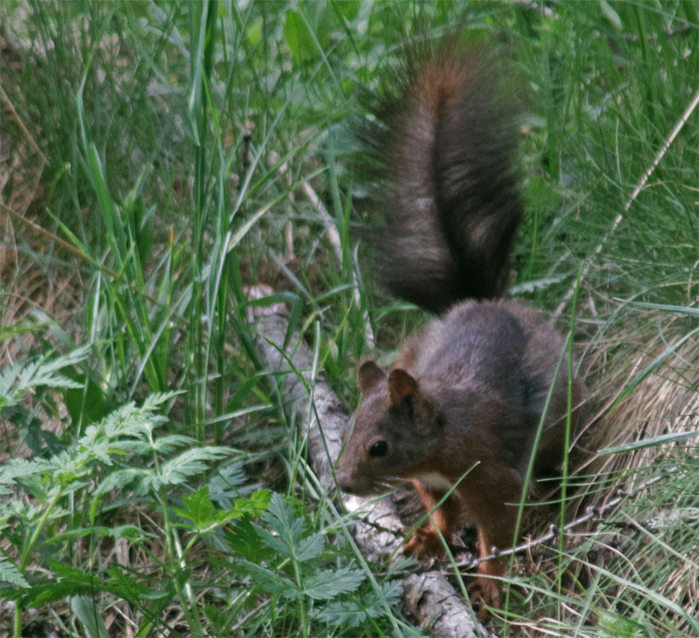 Red squirrel2 CH Jun 19