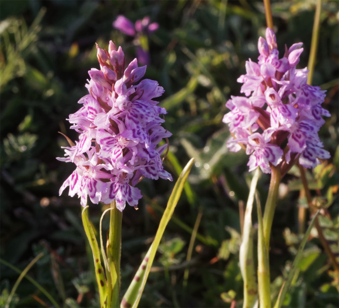 Spotted orchids 6 Jun 19