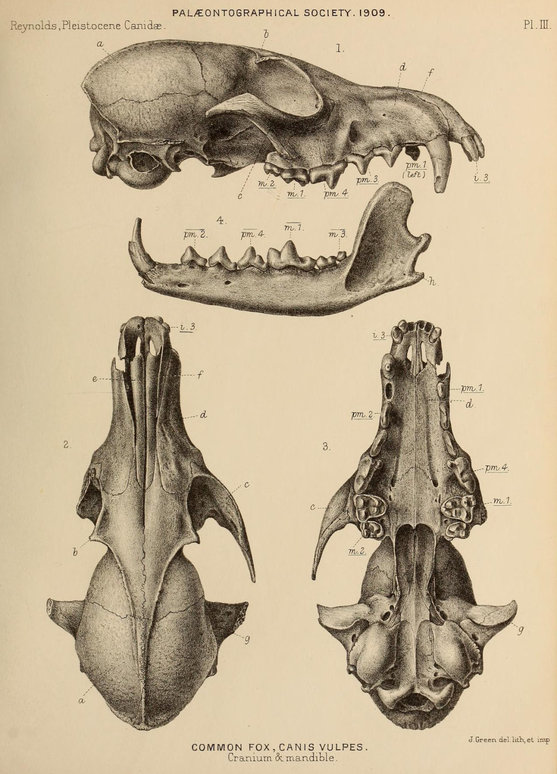 British_Pleistocene_Mammalia_(1866)_Red_Fox_Cranium