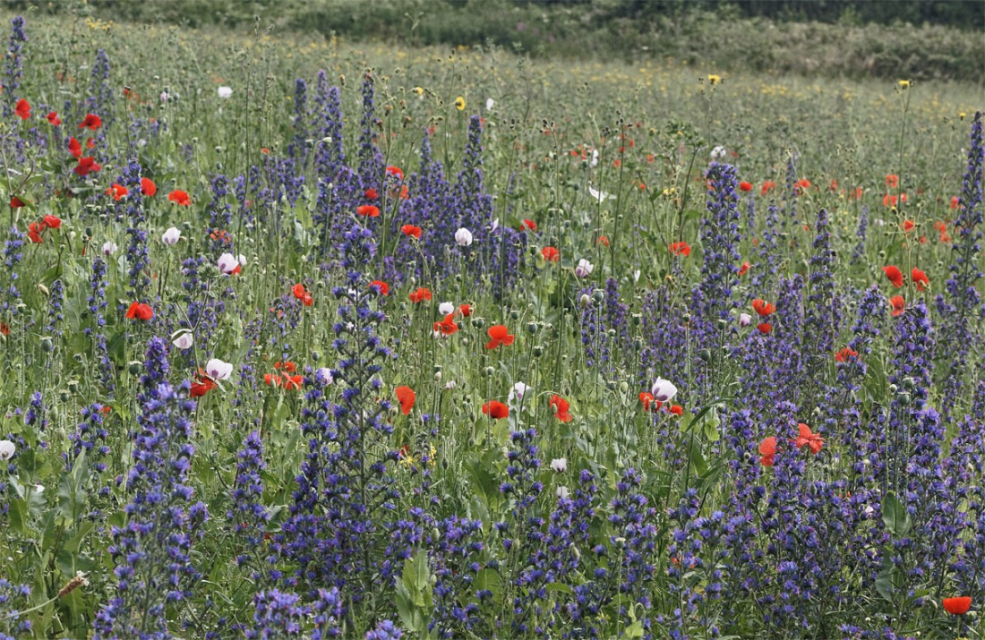 Bugloss and poppies Ranscombe Jul 19