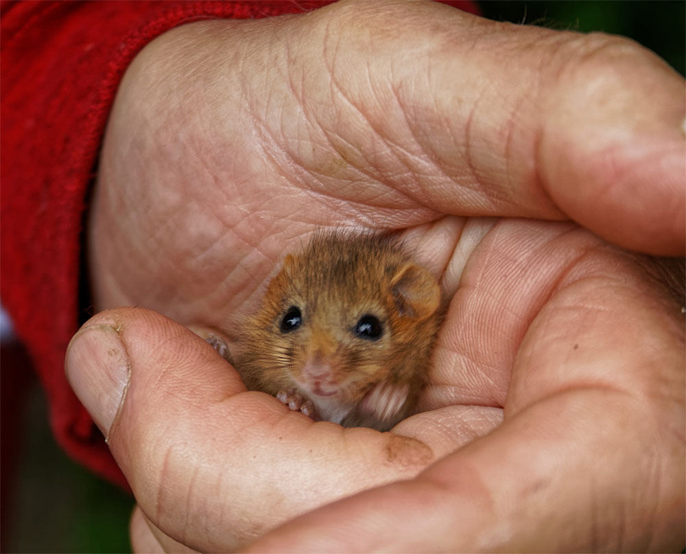 Dormouse IoW juv1 7 Jul 19