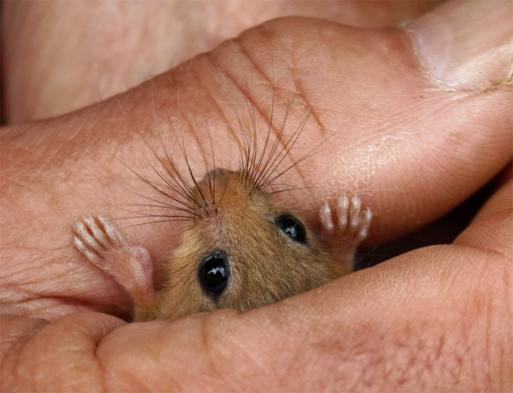 Dormouse IoW juv2 7 Jul 19