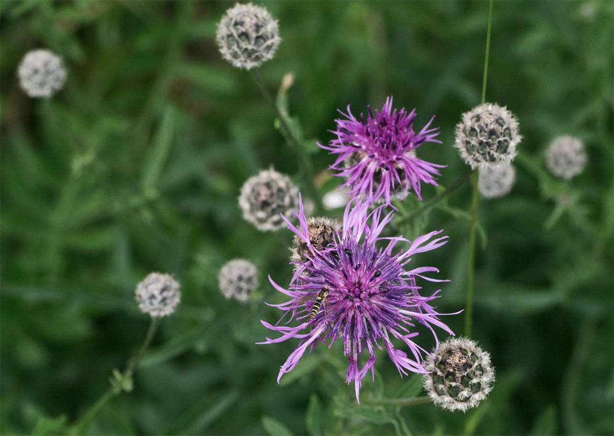 Greater knapweed Ranscombe Jul 19