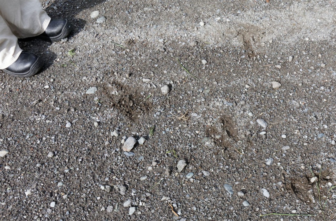 Mountain hare footprints CH Jun 19
