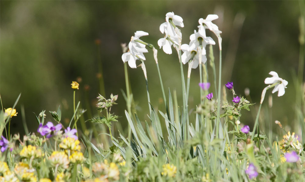 Poet's narcissus CH Jun 19