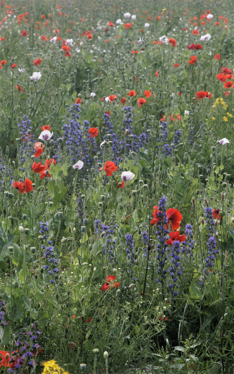Ranscombe arable meadow Jul 19