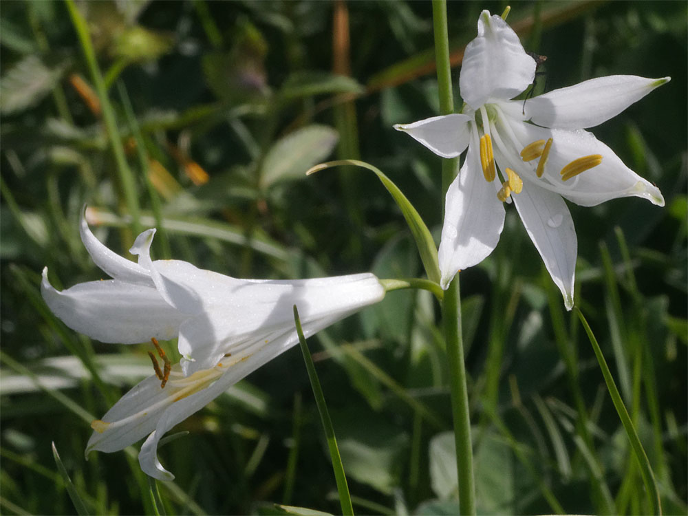 St Bruno's lily CH Jun 19