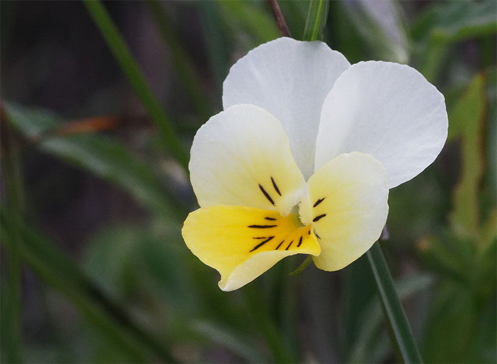 Wild pansy3 Jun 19