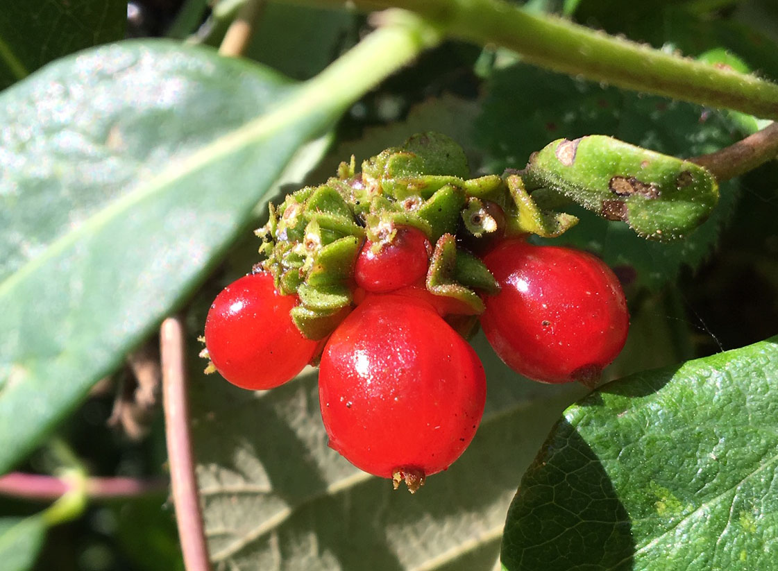 Bryony berries 8 Sept 19