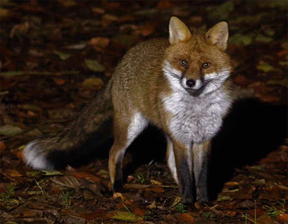 Big fox 29 Nov 19