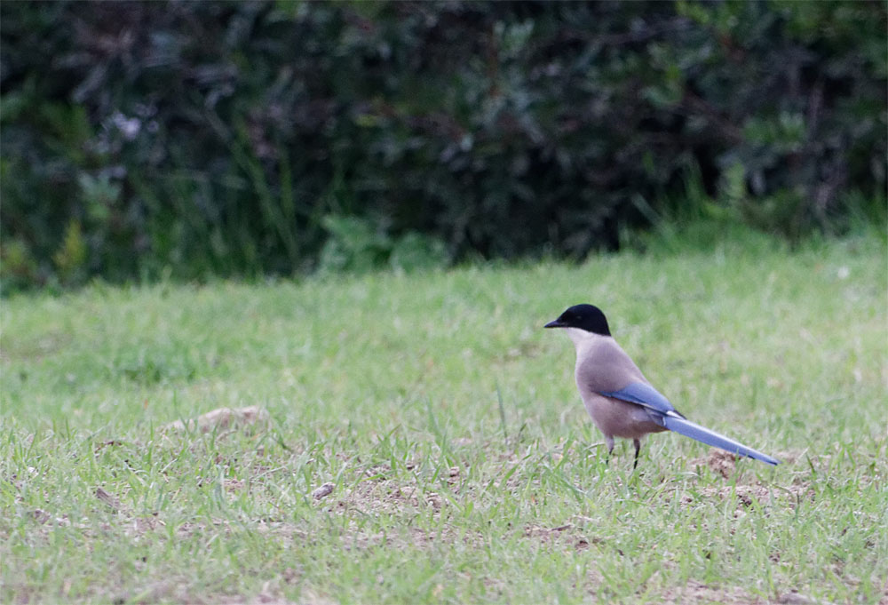 Azure magpie Donana Dec 19