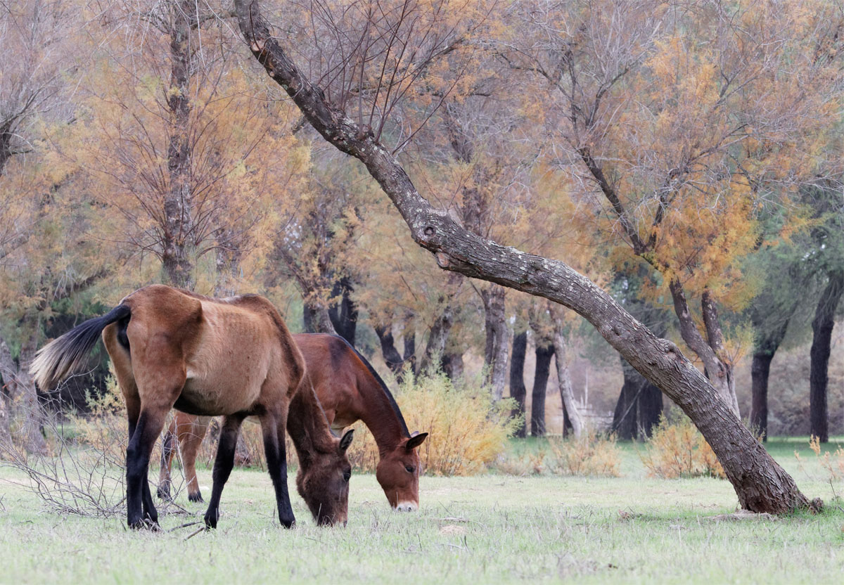Donana horses Dec 19