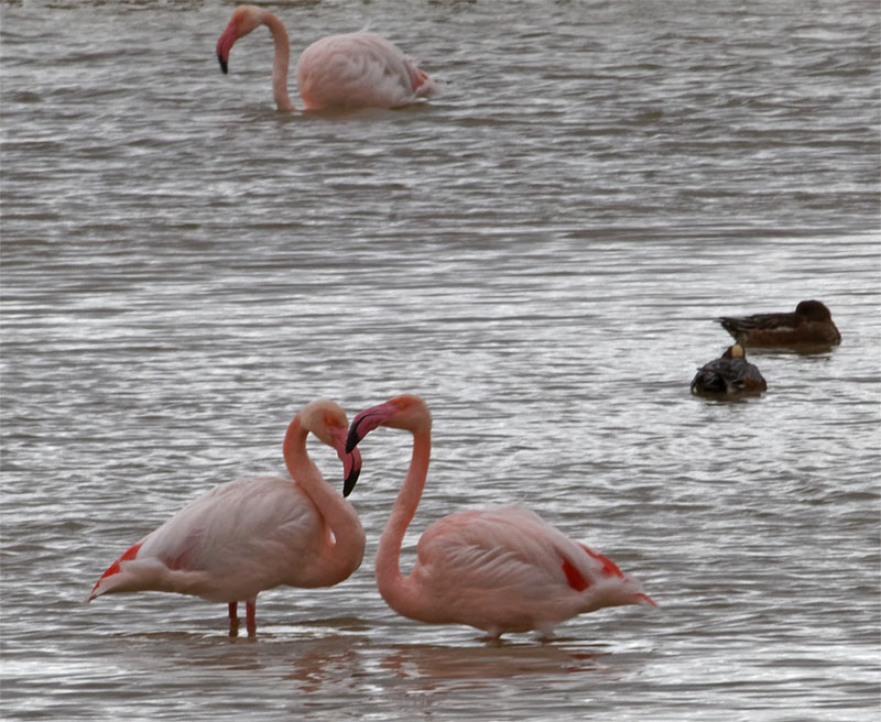 Flamingos Donana Dec 19