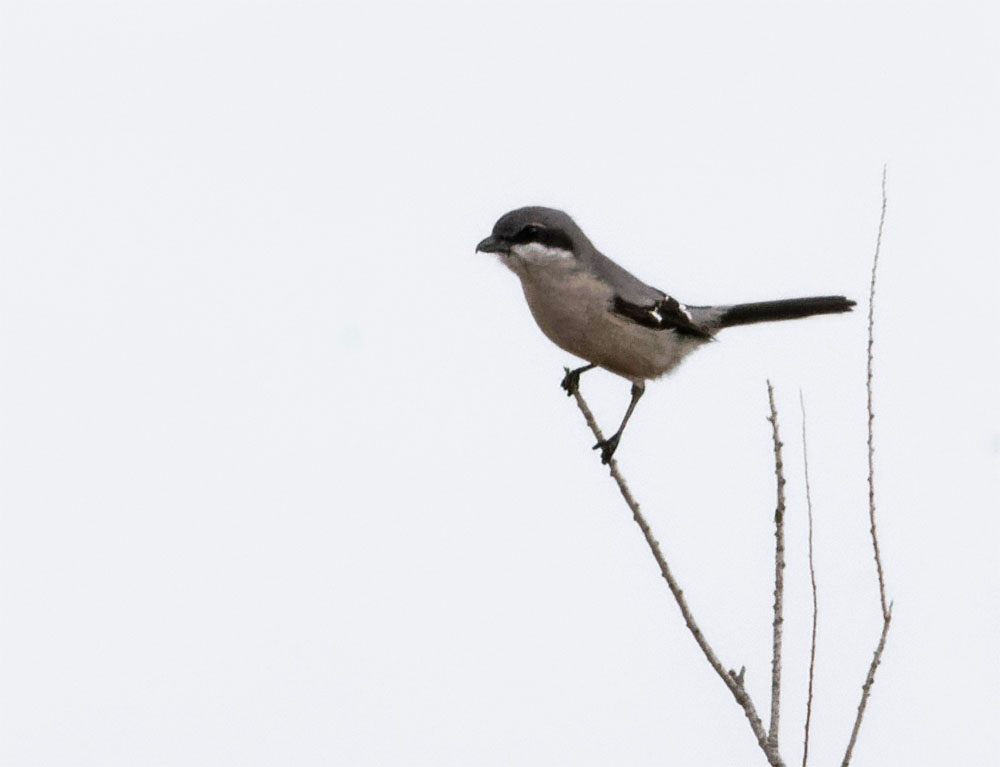 Iberian grey shrike Donana Dec 19