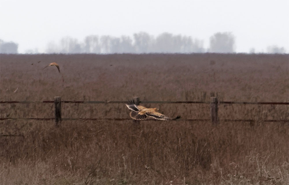 Imperial eagle and kestrel2 Donana Dec 19