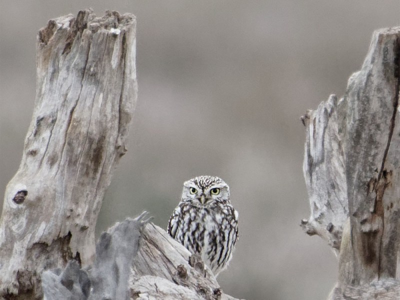 Scribe on the&nbsp;Sands