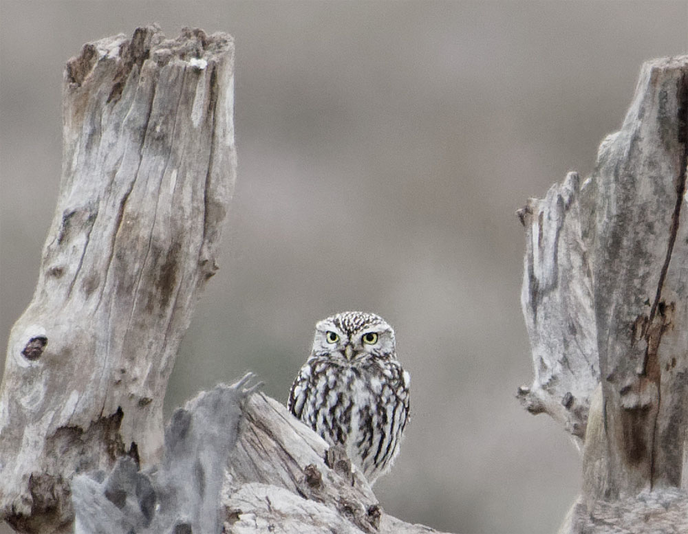 Little owl Donana Dec 19