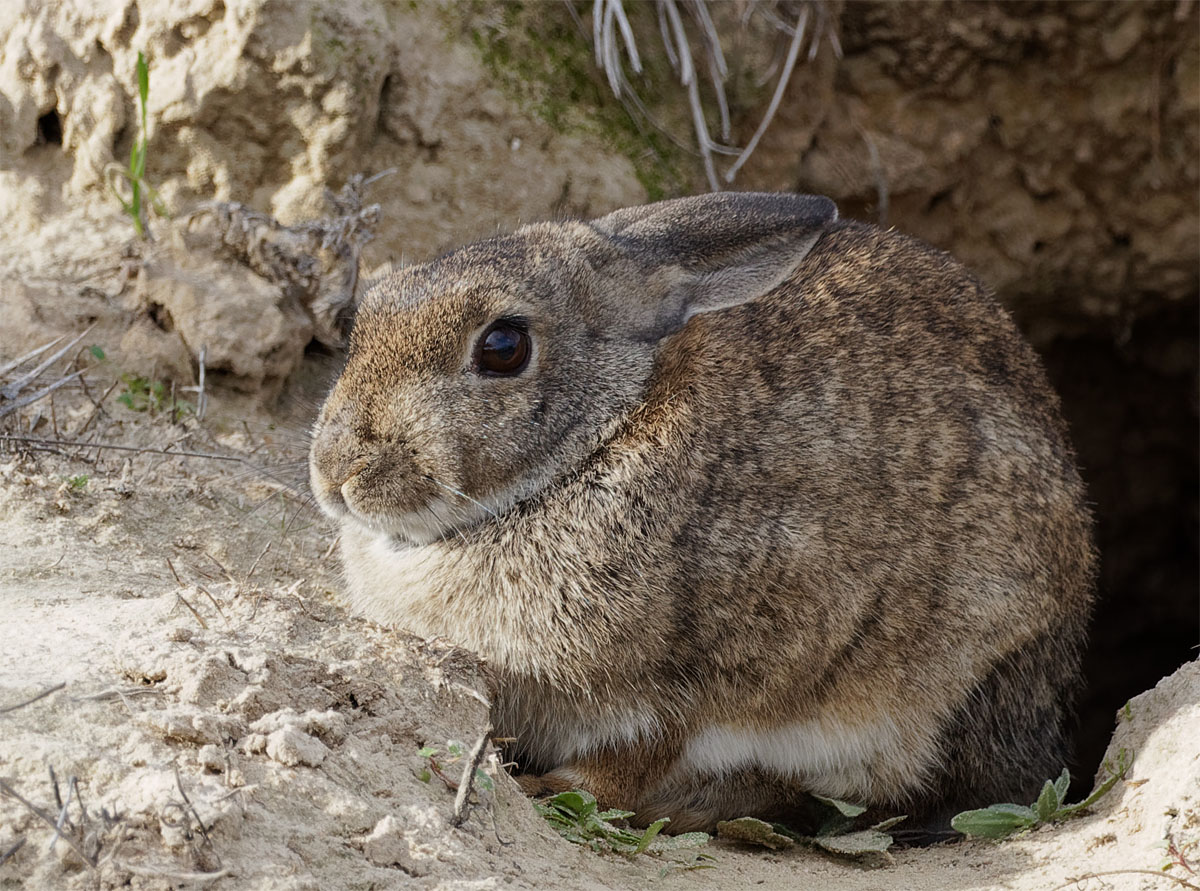 Rabbit Donana Dec 19