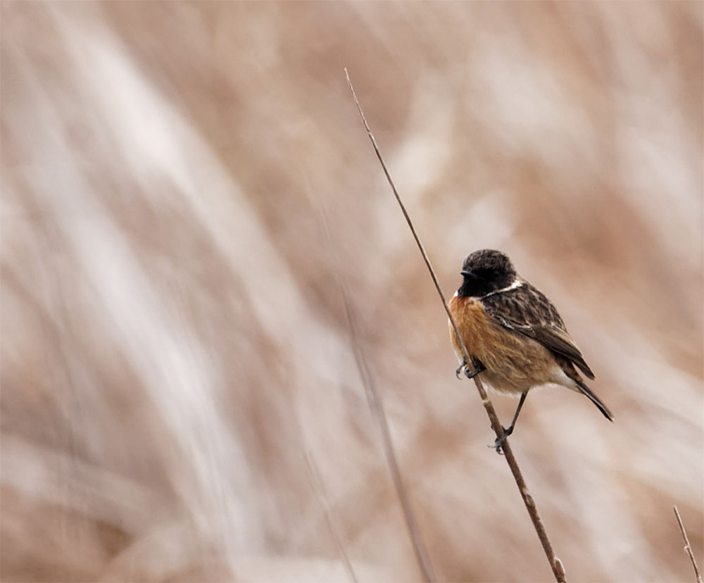 Stonechat Donana Dec 19