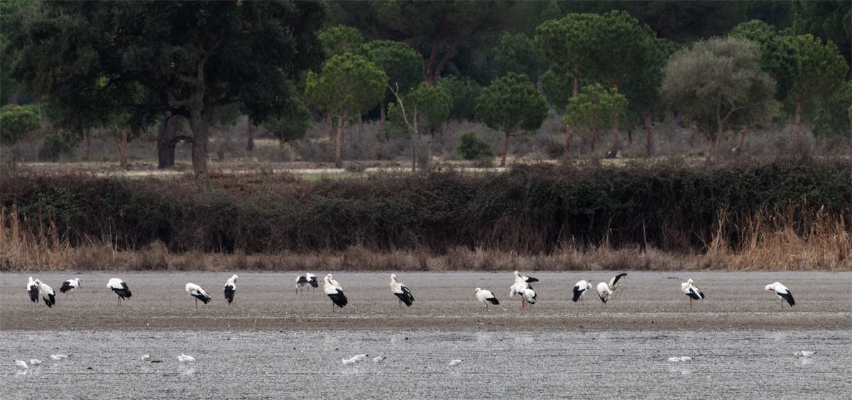 White storks Donana Dec 19