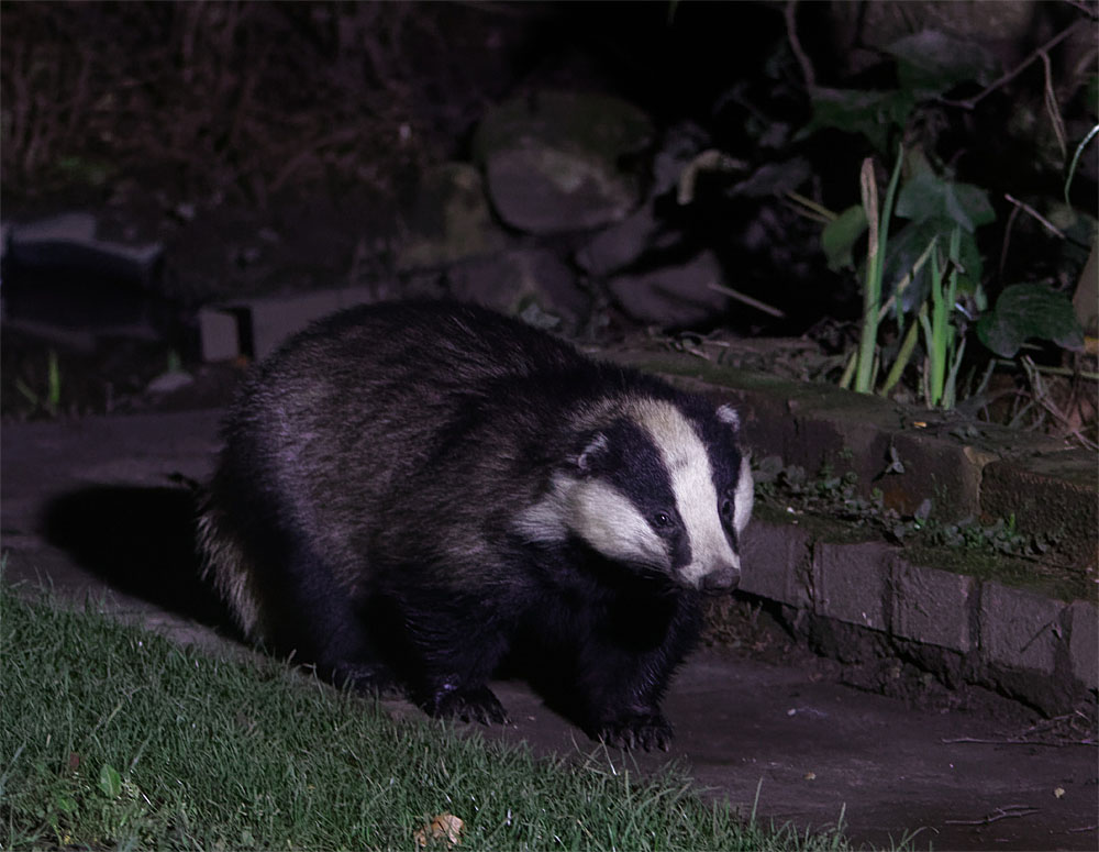 Badger garden 26 Feb 20