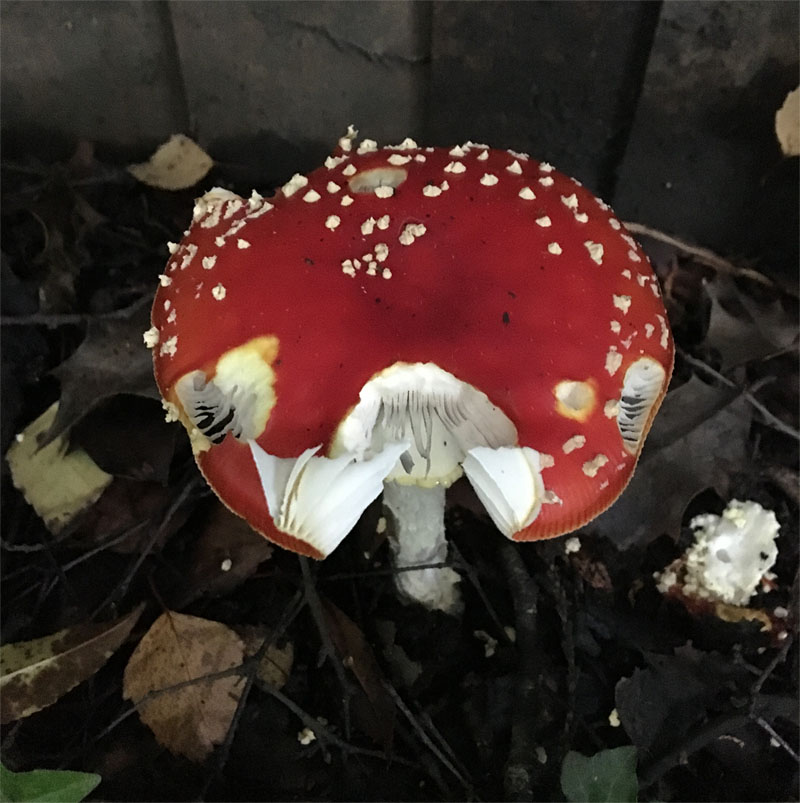 Fly agaric1 30 Sept 19