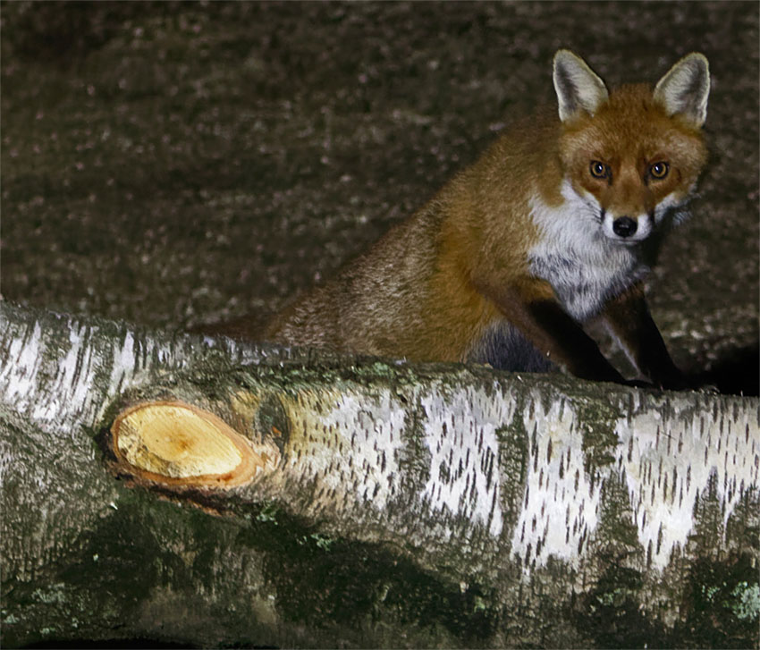 Fox Spindle 17 Feb 20