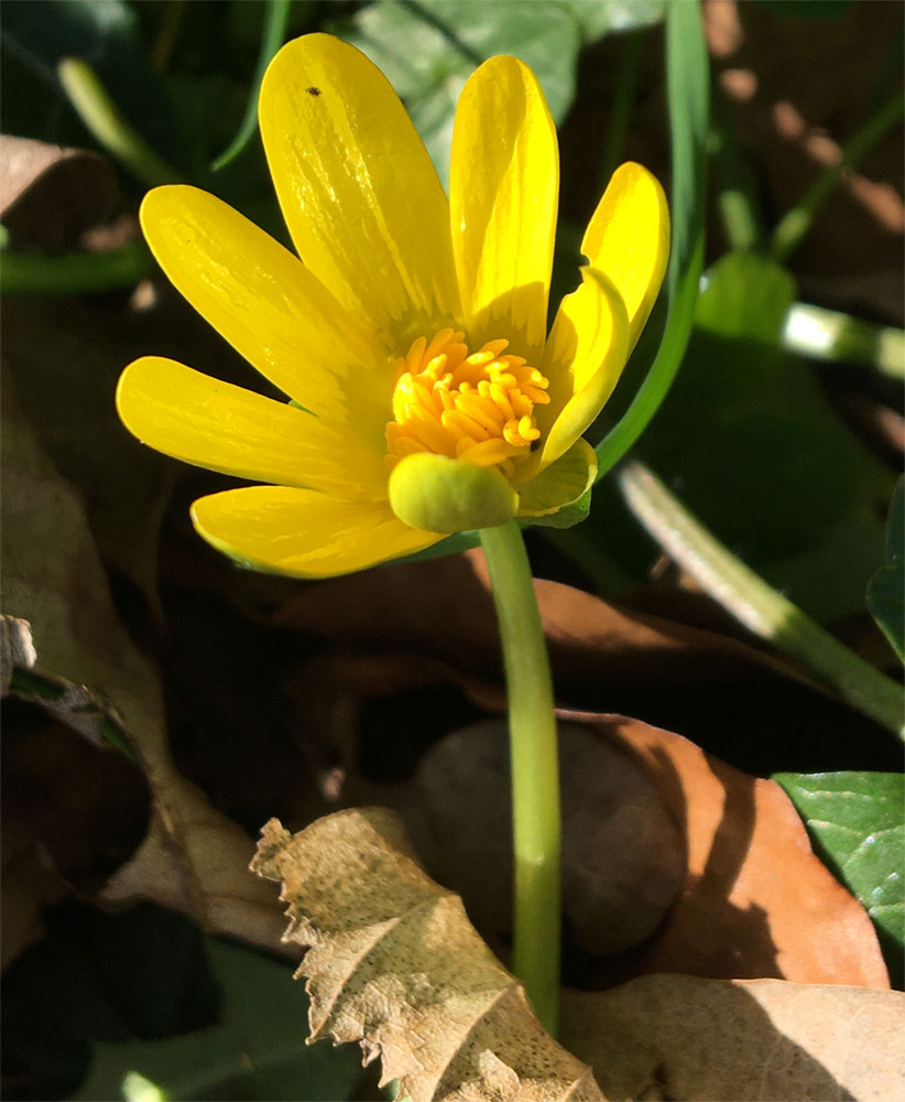 Lesser celandine March 20