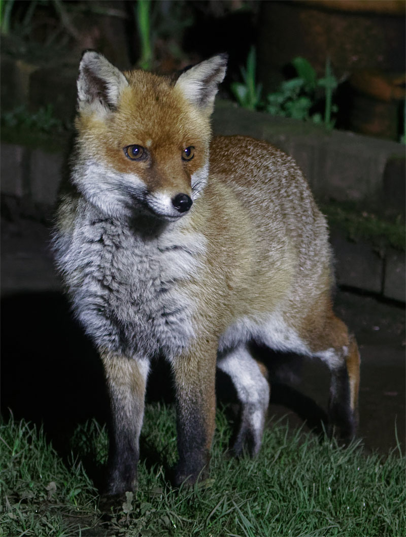 Pretty Face 26 Feb 20