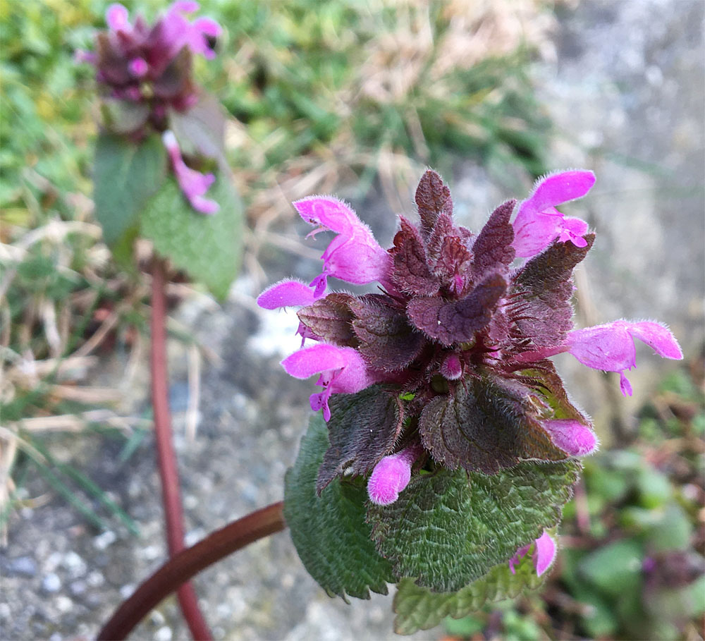 Red deadnettle 3 Mar 20