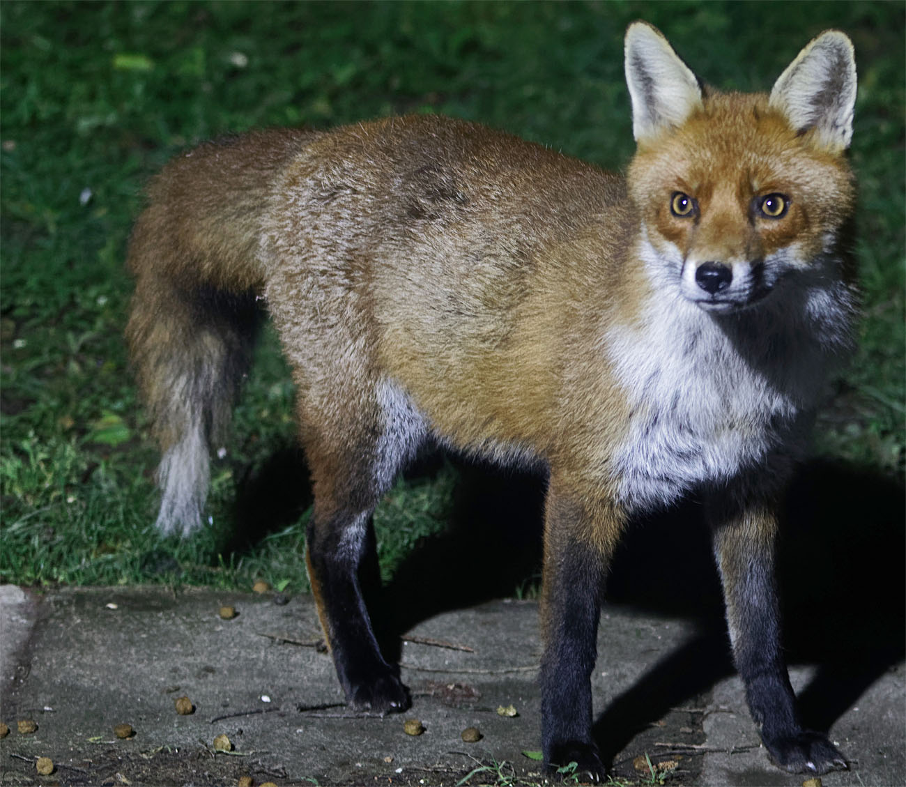 Spindle brush 17 Feb 20