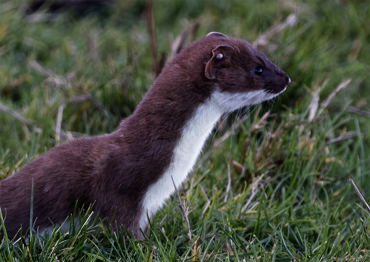 Stoat NF 13 Feb