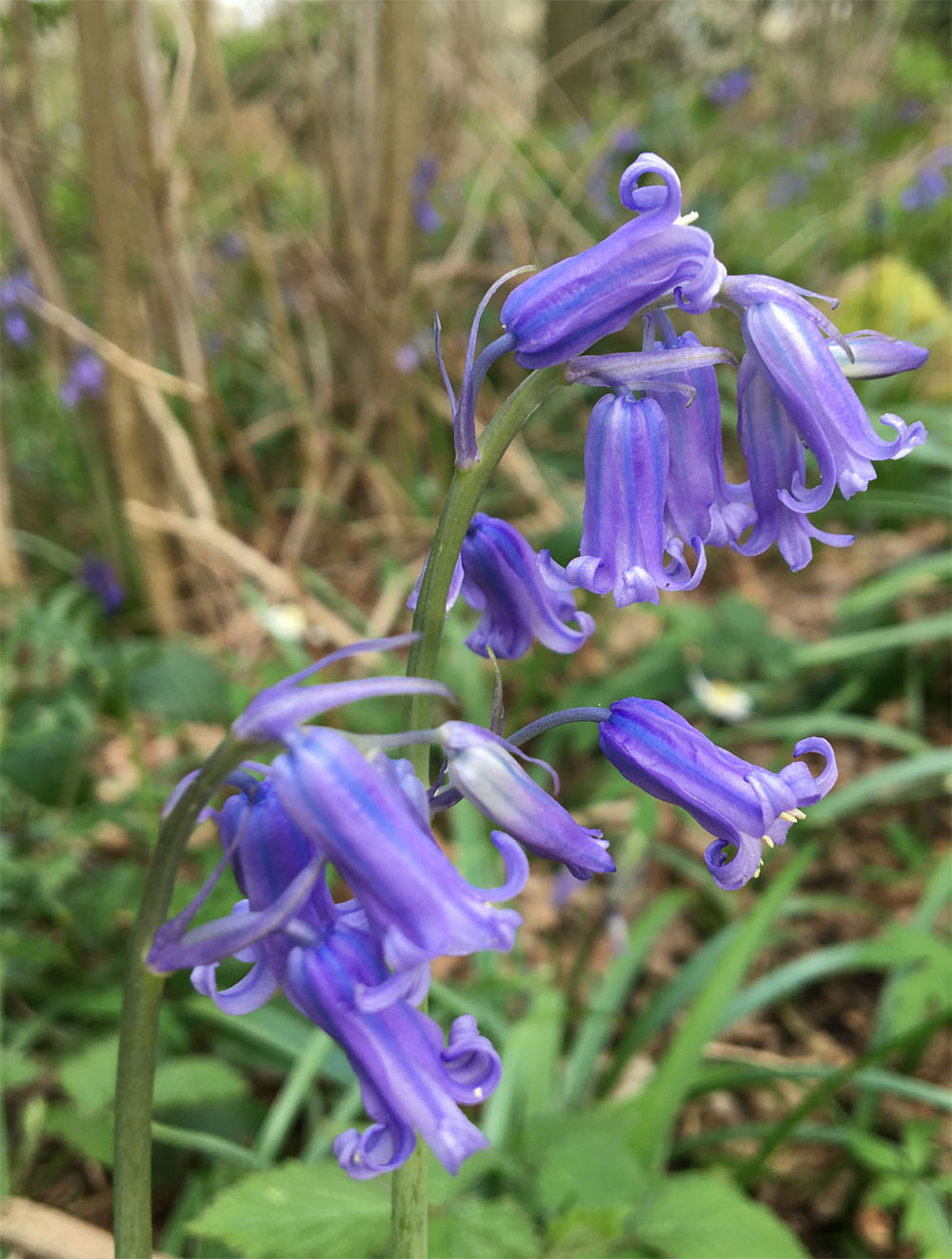 Bluebell 8 Apr 20