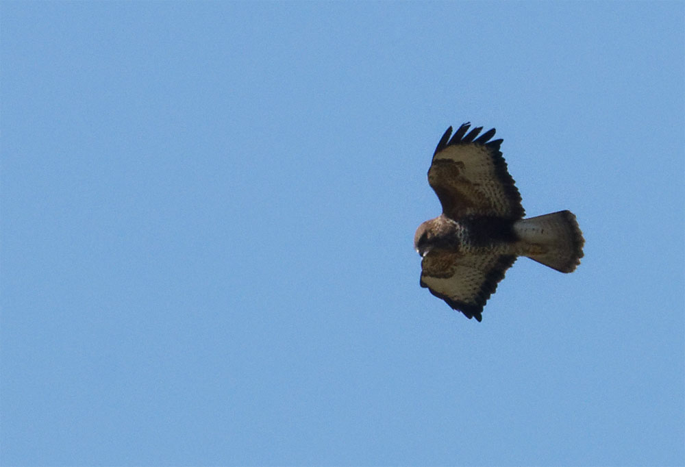 Buzzard NDW 5 Apr 20