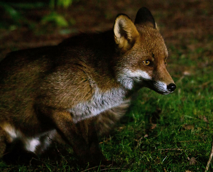 Fox spectacles3 160317