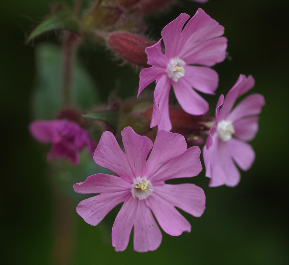 Red campion 25 Apr 20