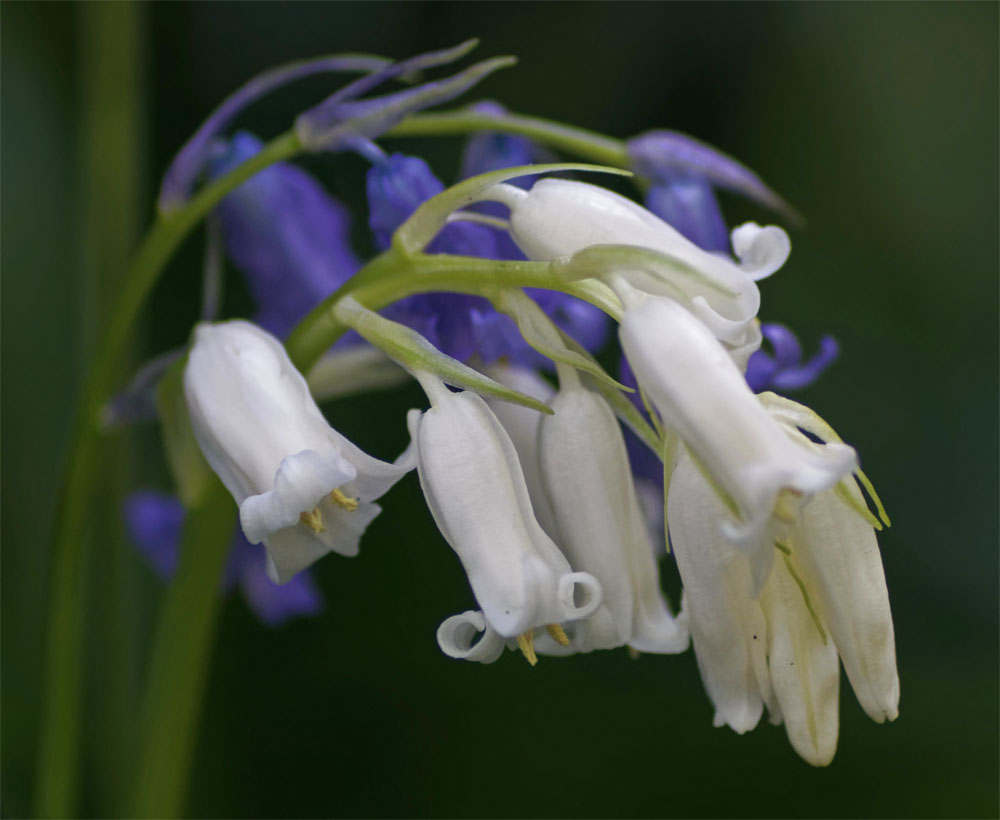 White on blue 25 Apr 20