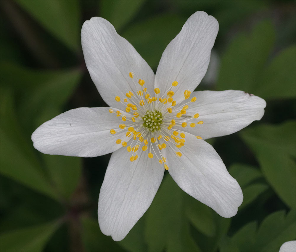 Wood anenome Apr 20