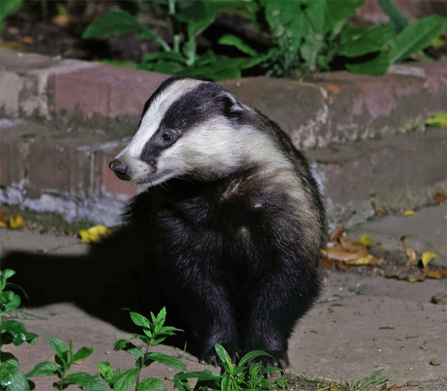 Badger Dyson 26 May 20