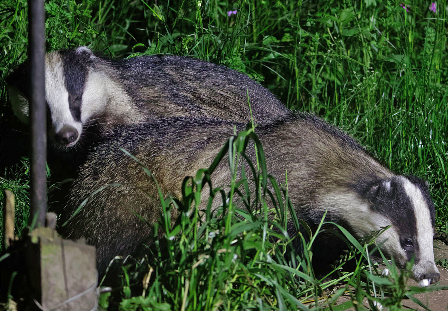 Badgers two1 26 May 20
