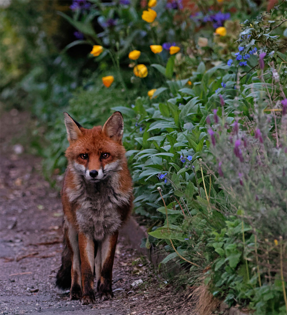 Fox in flowers 7 May 20