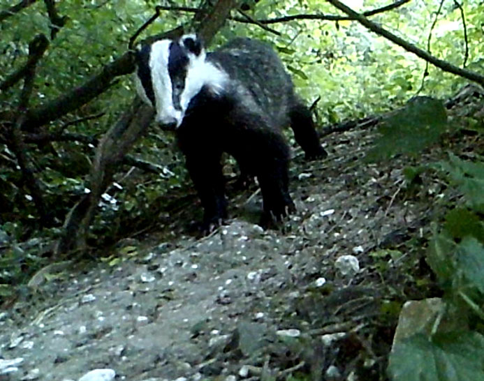 Badger 9 Jun