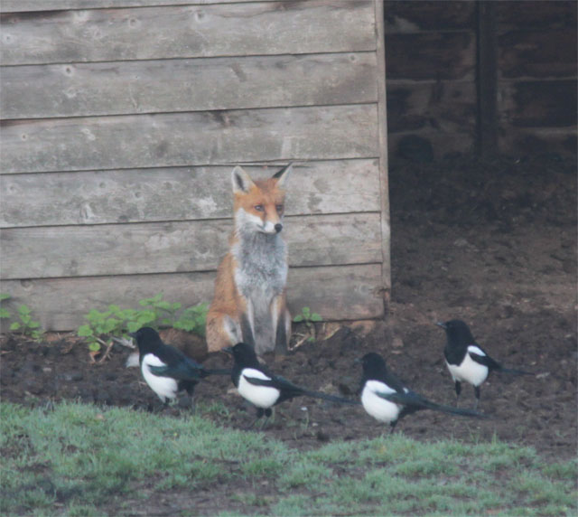 Fox and magpies6 111016
