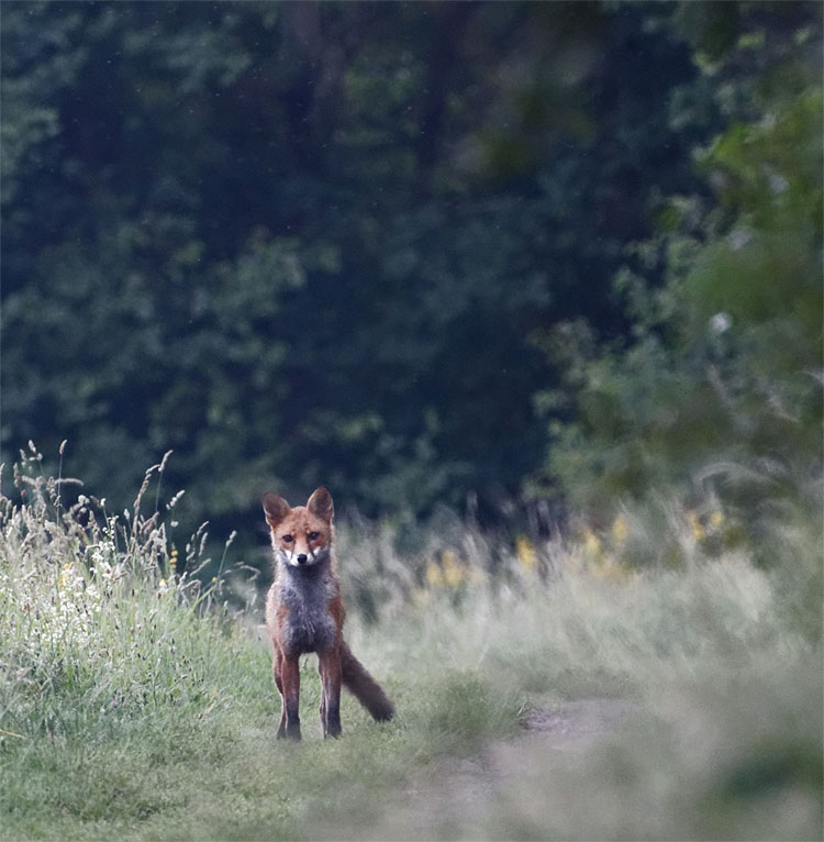 Foxes teenagers4 25 Jun 20