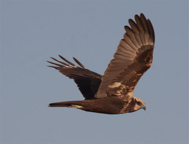 p26 marsh harrier
