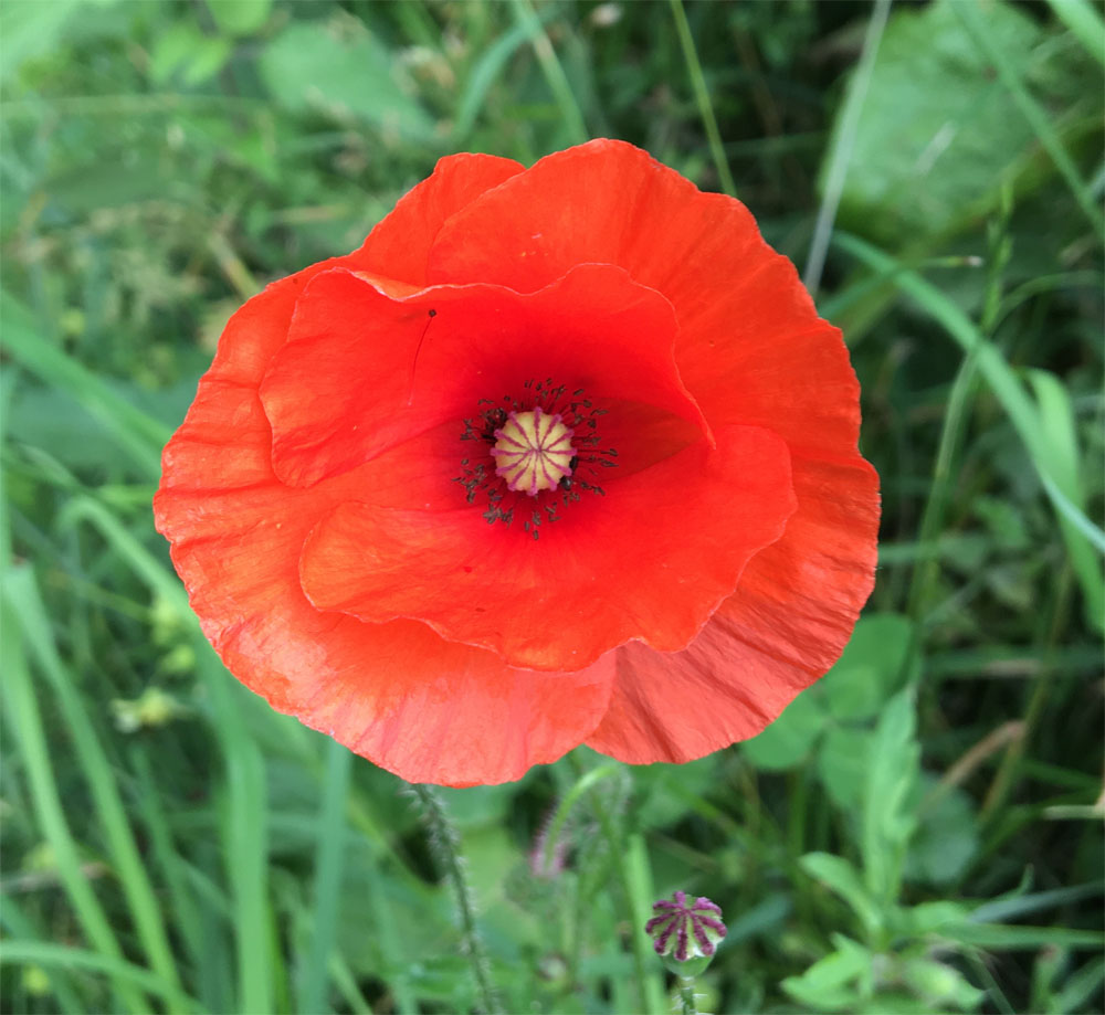 Poppy 27 Jun 20