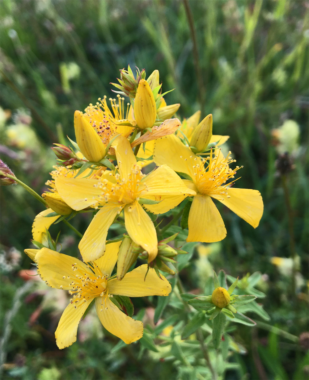 St Johns Wort 24 Jun 20
