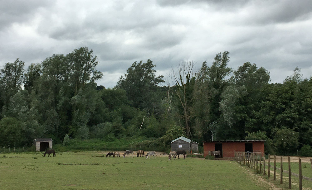 Stable Norwich 27 Jun 20